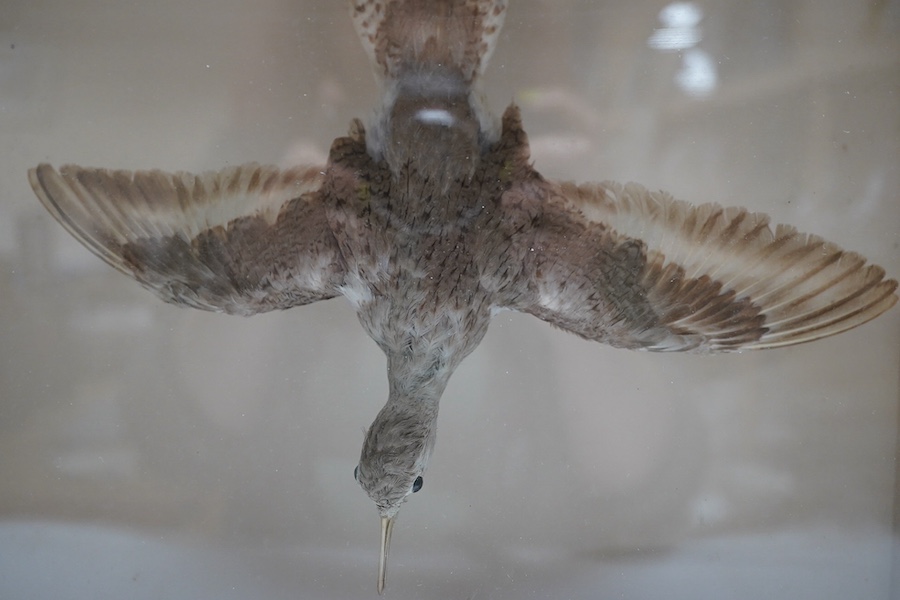 A cased taxidermy group of three Common Sandpipers from the ‘Frank & Millie Bells’ collection, case measures 38cm wide. Condition - good